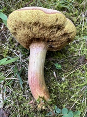 Boletus patrioticus