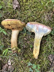 Boletus patrioticus