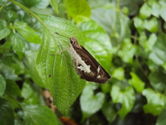 Udaspes folus