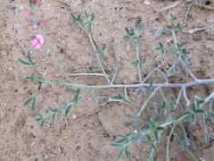 Indigofera sp-aff-platypoda