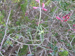 Indigofera sp-aff-platypoda
