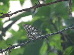 Tirumala limniace