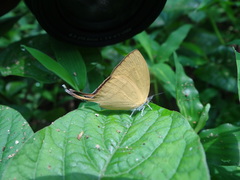 Loxura atymnus