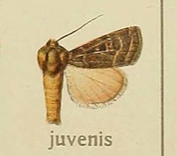 Chersotis juvenis