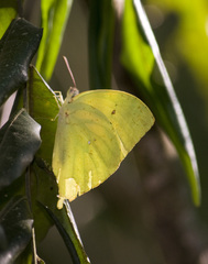 Phoebis neocypris