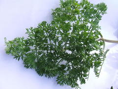 Cynorhiza typica