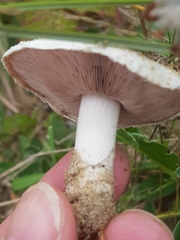 Agaricus devoniensis