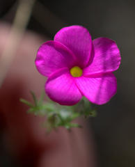 Oxalis engleriana