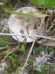Agaricus devoniensis