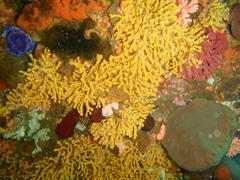 Melithaea rubra