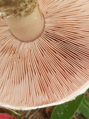 Agaricus devoniensis