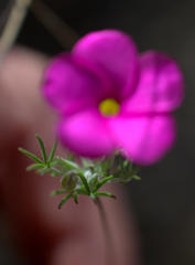 Oxalis engleriana