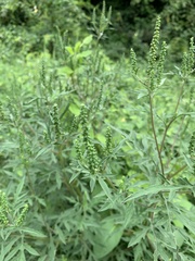 Ambrosia artemisiifolia