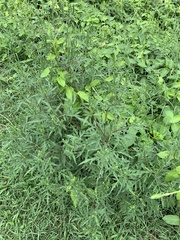 Ambrosia artemisiifolia