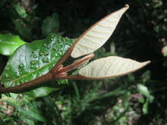 Trichocladus crinitus