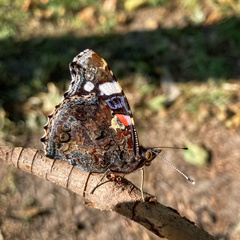 Vanessa atalanta atalanta