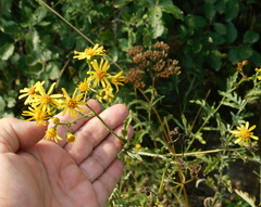 Jacobaea grandidentata