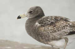 Larus atlanticus