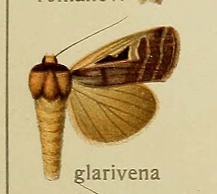 Ochropleura clarivena