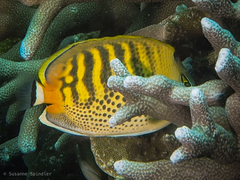 Chaetodon punctatofasciatus