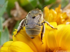 Anthophora bimaculata