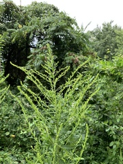 Solidago