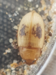 Phaleria cadaverina