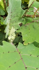 Magnoliopsida