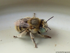 Anthophora bimaculata