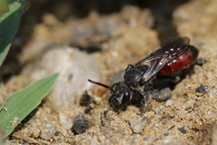Sphecodes johnsonii