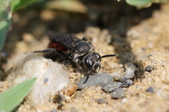 Sphecodes johnsonii