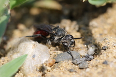 Sphecodes johnsonii