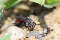 Sphecodes johnsonii