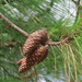 Pinus elliottii elliottii - Photo (c) obrock, algunos derechos reservados (CC BY-NC), subido por obrock