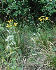 Jacobaea grandidentata