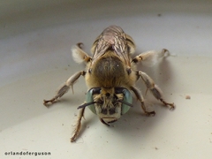 Anthophora bimaculata