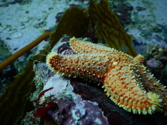 Poraniopsis echinaster