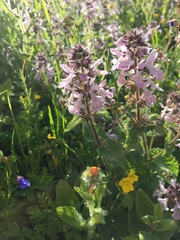 Stachys bolusii
