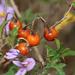 Solanum humile - Photo (c) Tony Rebelo, μερικά δικαιώματα διατηρούνται (CC BY-SA), uploaded by Tony Rebelo