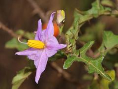 Solanum humile