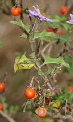 Solanum humile