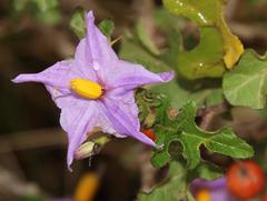 Solanum humile
