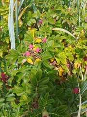 Rosa rugosa