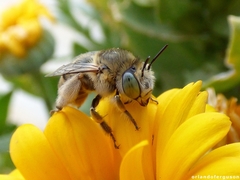 Anthophora bimaculata