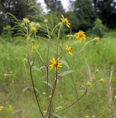 Helianthus schweinitzii