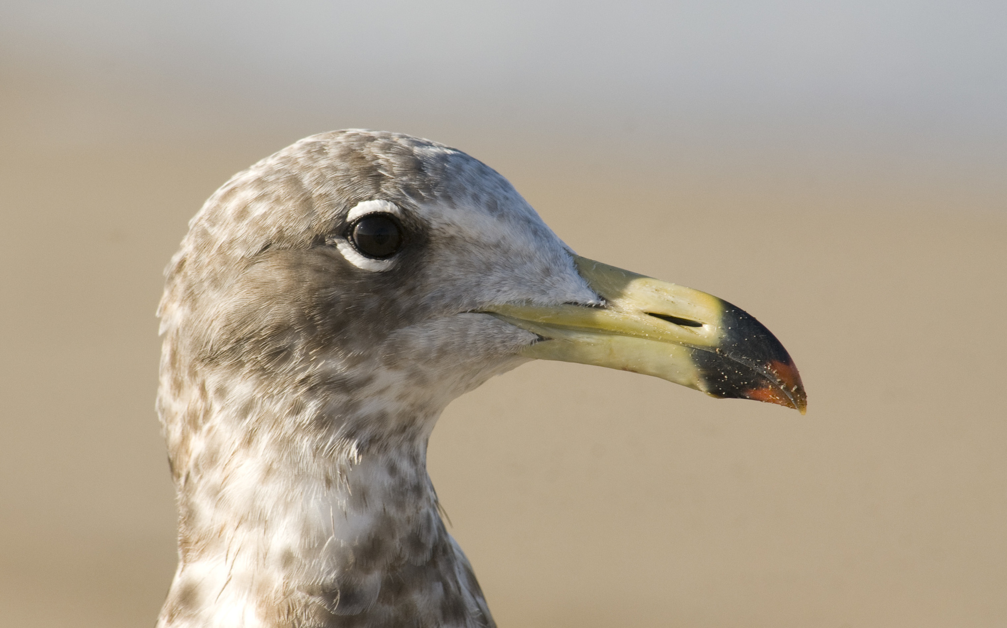 Olrog's Gull illustration