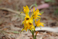 Chloraea gavilu