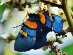 Egybolis vaillantina