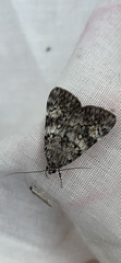 Catocala lineella