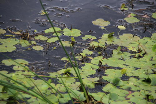 Marsilea macrocarpa (Marsilea macrocarpa)